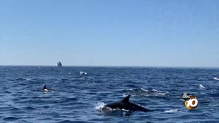'Megapod' of dolphins seen off the coast of San Diego