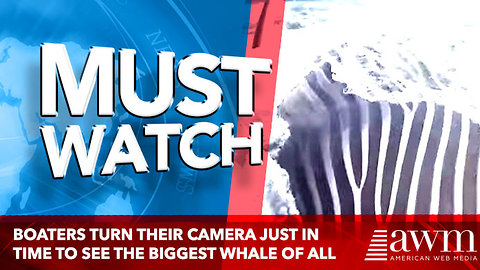 Boaters turn their camera to the water just in time to see the biggest whale of all