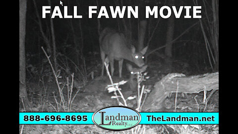 Young Fall Fawn Momma Doe Deer Flying Squirrel Rabbits Chase & Buck Video Movie - Landman Realty LLC