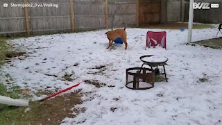 Cão brinca sozinho com trenó no quintal de casa 9