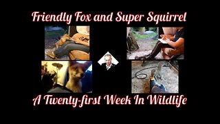 A Twenty-first Week In Wildlife - Friendly Fox and Super Squirrel !