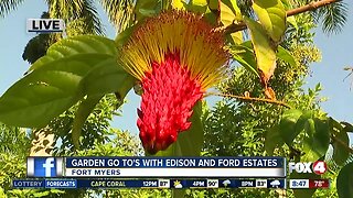 Garden Go To's at Edison and Ford Winter Estates