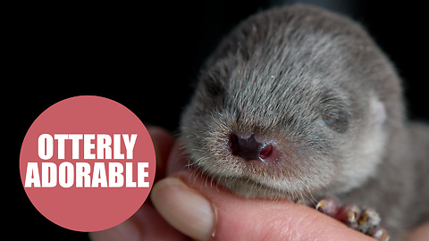 Abandoned baby otter hand reared in total silence - so it can be returned to the wild