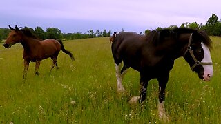 Majestic horses run free in the meadow on a sunny day