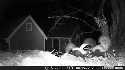 Three's a Crowd: A Stench of Skunks in my Back Yard