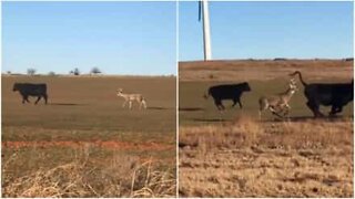 Cervo distratto pensa di essere una mucca