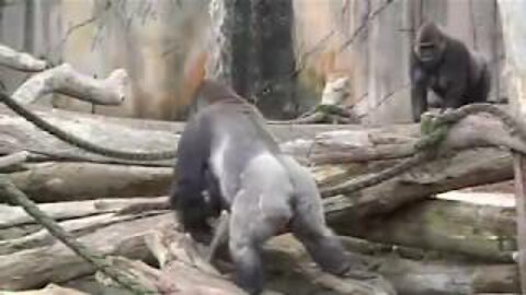 Gorillas mating at Taronga Zoo