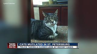 St. Pete woman convinced someone dismembered her cat, police blame coyotes