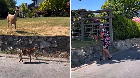 Young Fawn Gets A Helping Hand To Reunite With Mama Deer