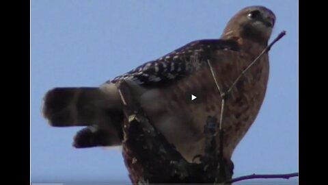 Red Tailed and Red Shoulder Hawks Hunting