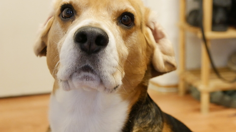 When is beagle hungry and when is not