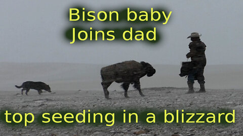 Bison baby joins top seeding the pasture in a blizzard