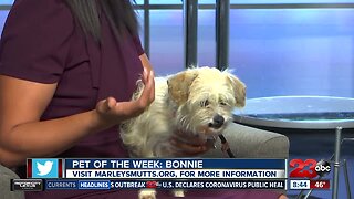 Pet of the Week: 10-year-old Bonnie Terrier Mix