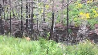 GRIZZLY BEAR ENCOUNTER