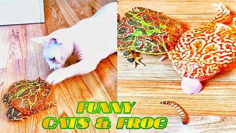 FUNNY CATS AND FROG 🤣🤣 New pets videos in 2023 😁😁