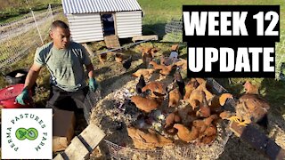 Chicken Tractor On Steroids: Week 12 Update