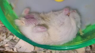 Hamster eats snack in the laziest possible way