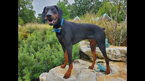 10 Month Old Doberman | Dominant | Amazing Transformation | OLK9HSV