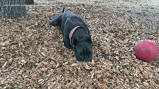 Joyful Great Dane Plays in Pile of Leaves with Jolly Ball Horse Toy