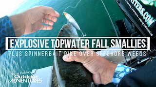 Spinnerbait Pike & Topwater Smallies | Lake Ontario