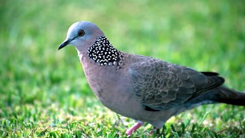 |The Amazing Beauty of || Pink Necked Green Pigeon