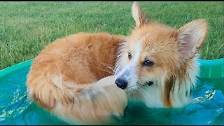 Corgi chasing tail creates cutest whirlpool ever