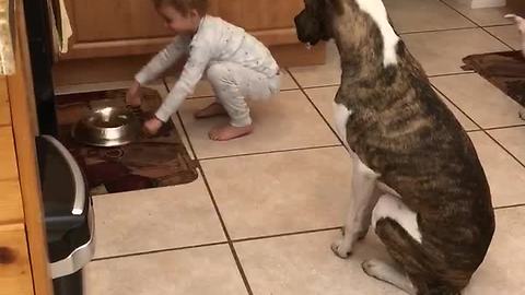 Three-Year-Old Pack Leader Makes Pit Bulls Sit Before Feeding Them