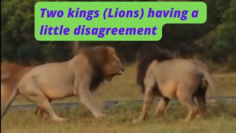 Two kings (Lions) having a little disagreement