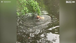 Cadela confunde pau com ramo de árvore!