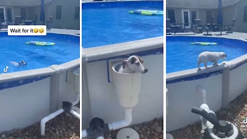 Very intelligent Doggo makes his way around the swimming pool!