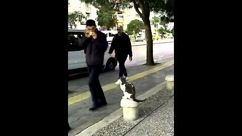 Stray funny Cat Sits on Sidewalk and Attacks Pedestrians