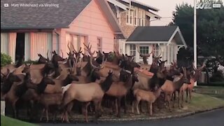 Manada de alces invadem quintal em Oregon, EUA