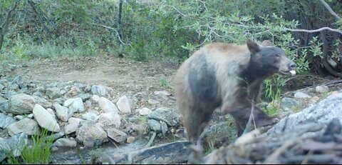 Critters by creek in San Bernardino Mtns Big Bear Lake. Bear bobcat Northern flicker chipmunk deer