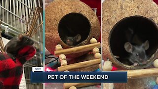 Cleveland APL pets of the weekend: Jabba, Pam and Matilda