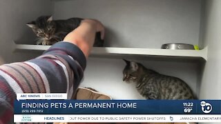 Pets of the Week: Lolli and Pop