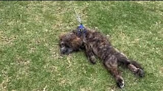 Sulking dog refuses to leave park