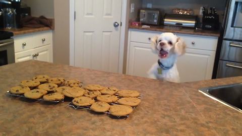 This Pup Really Loves Cookies