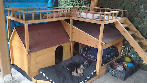 Pampered pups nap in their luxurious dog house
