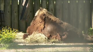 The Buffalo Zoo is open once again! Here's what you need to know