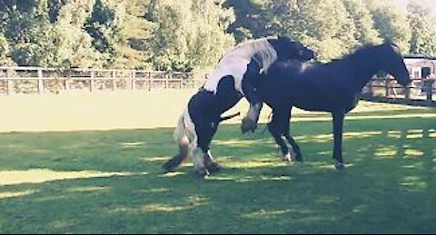 Beautiful Horse Meeting for the First Time Must Watch
