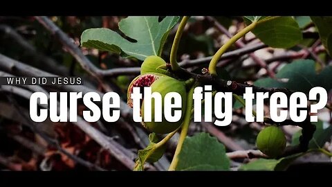 Why Did Jesus Curse the Fig Tree?