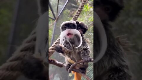 A cute Emperor tamarin monkey family