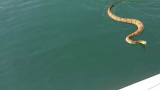 Serpente cerca di entrare in una barca causando terrore