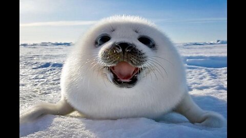 Seals Sea Seals