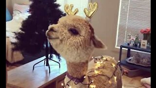 Alpaca getting into the Christmas spirit