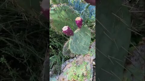 Grow Prickly Pear Fruit from Seed! 🌵Cactus Pear/ Shirley Bovshow (#shorts)