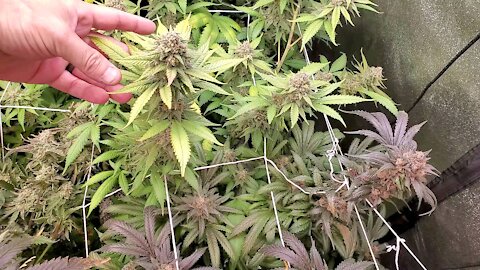 Week 7 of flowering Update indoor Marijuana