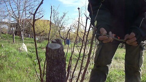 First grafting of pear tree with Whip/Tongue Grafting (P1)