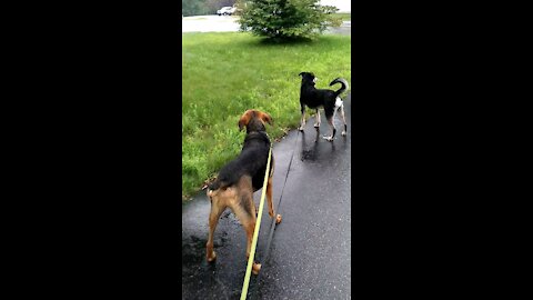 Rover sitter, David Bowie with Kaida & Kallie