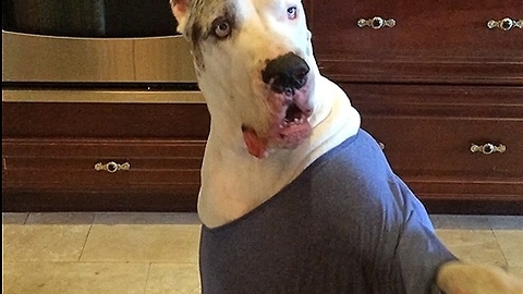 Deaf Great Dane talks back while doing tricks